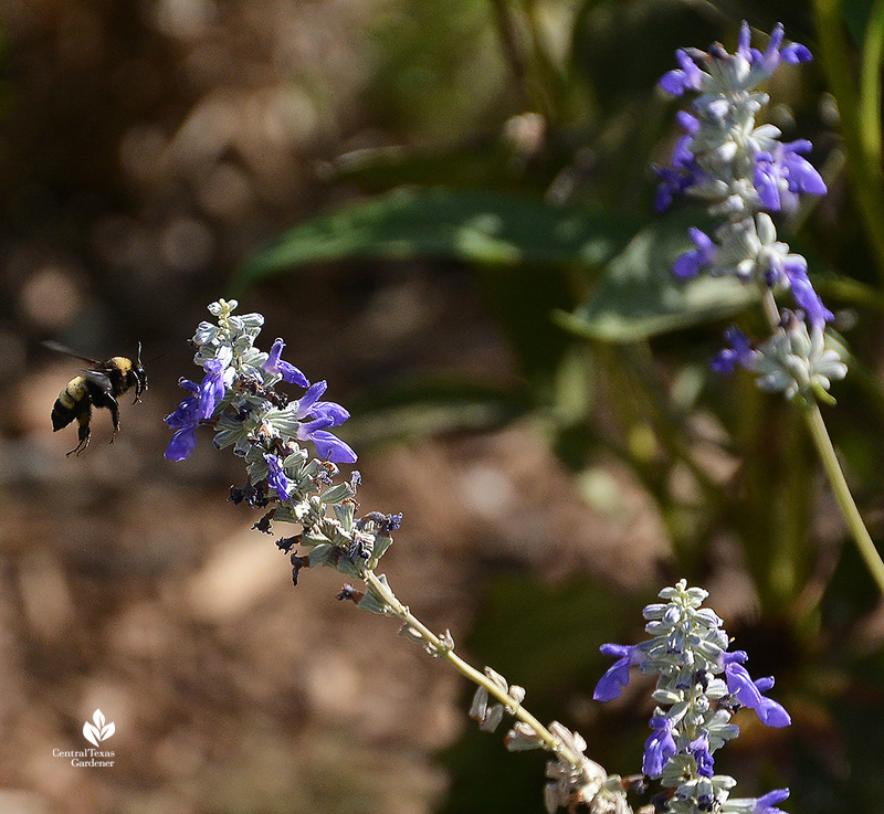 bee near mealy blue sage