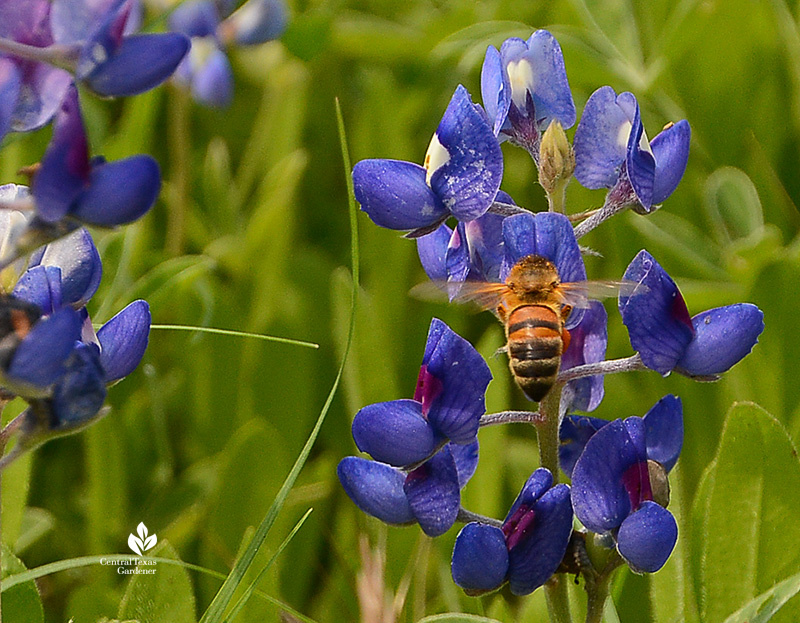 bee on bluebonnet