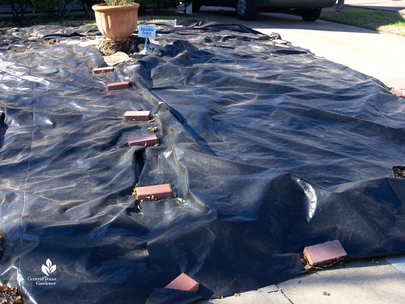 black tarp solarize lawn