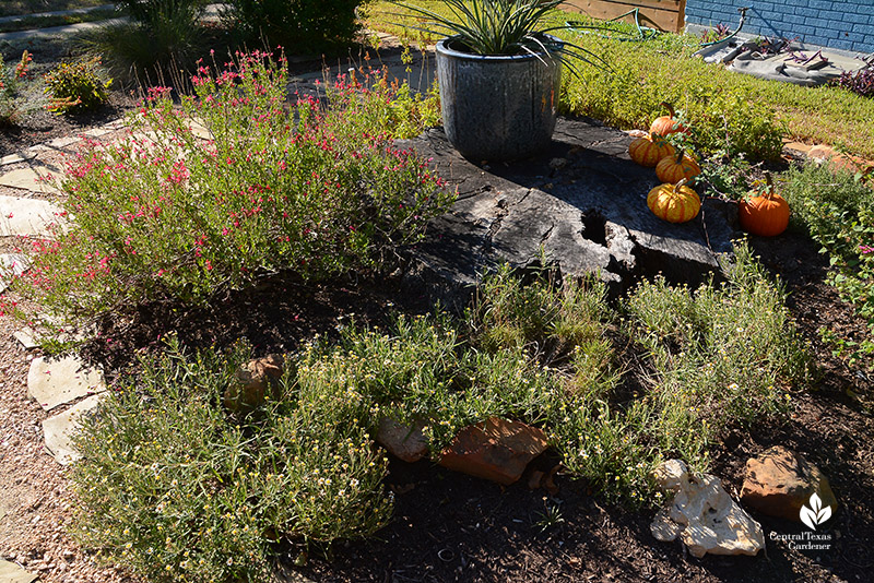 front yard island bed blackfoot daisy four-nerve daisy Salvia greggii old oak stump 