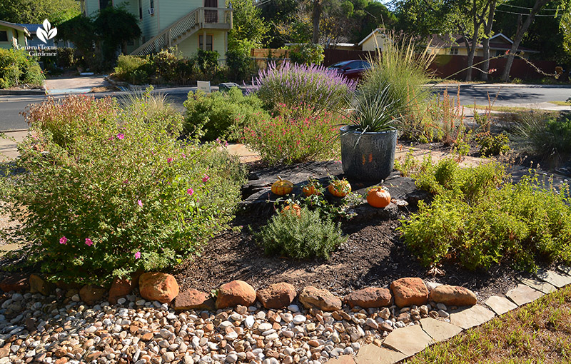 stone pathway island bed rock rose pavonia gregg's mistflower rosemary muhly salvia leucantha 