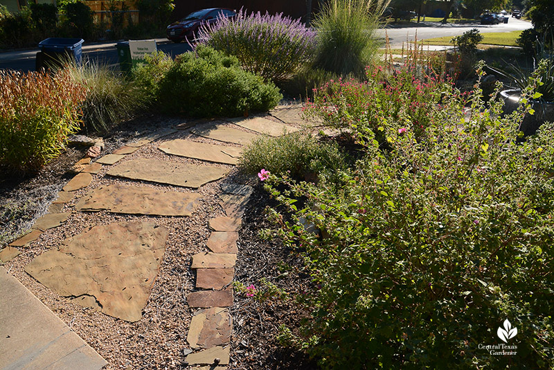 island bed stone path native plants rock rose salvia inland sea oats 