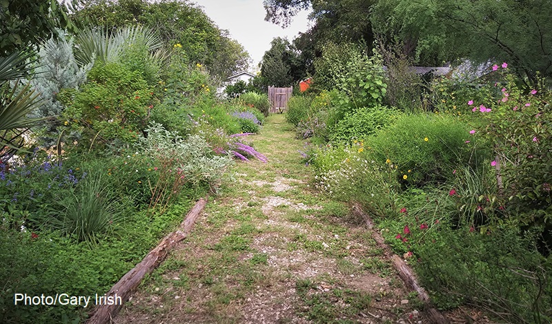 native plant border Mary and Gary Irish garden