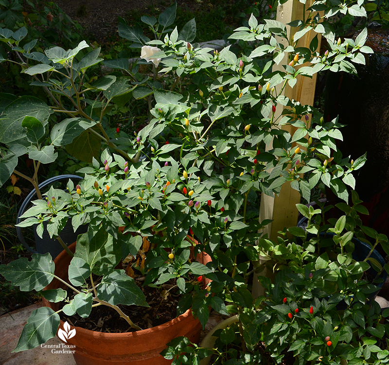 Numex Twilight patio pepper