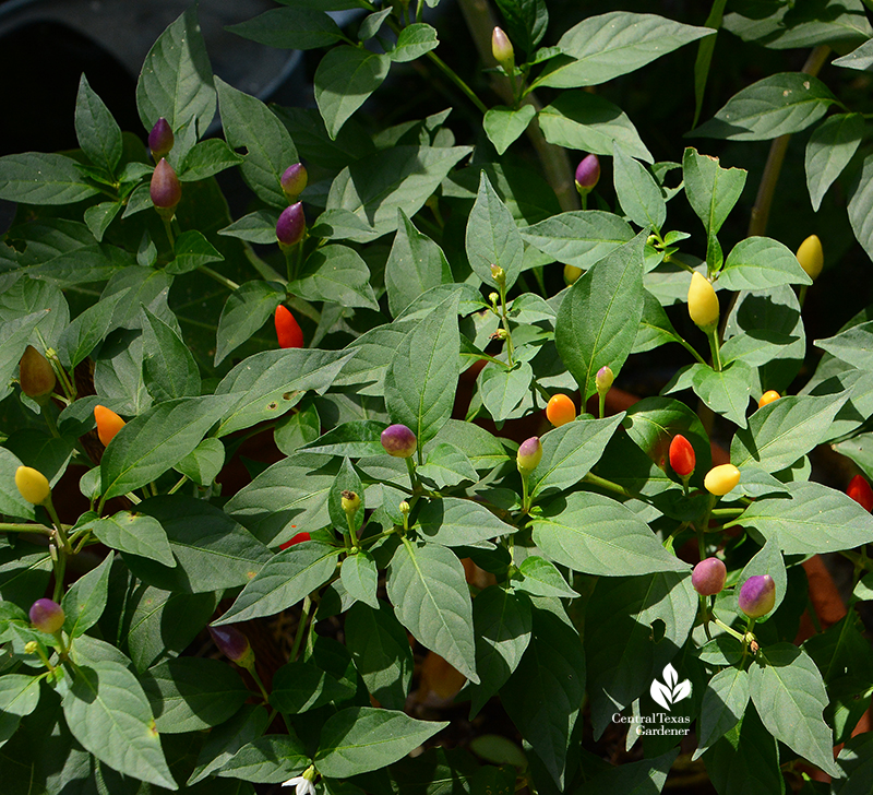 edible pretty patio peppers 