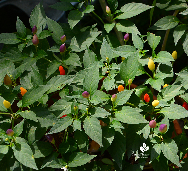 edible pretty patio peppers