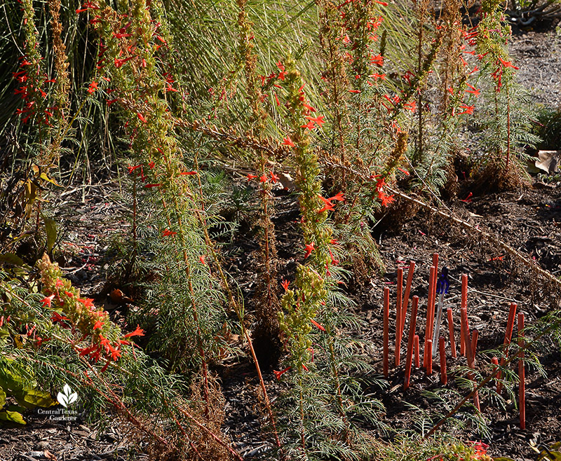 red chopsticks garden art with standing cypress 