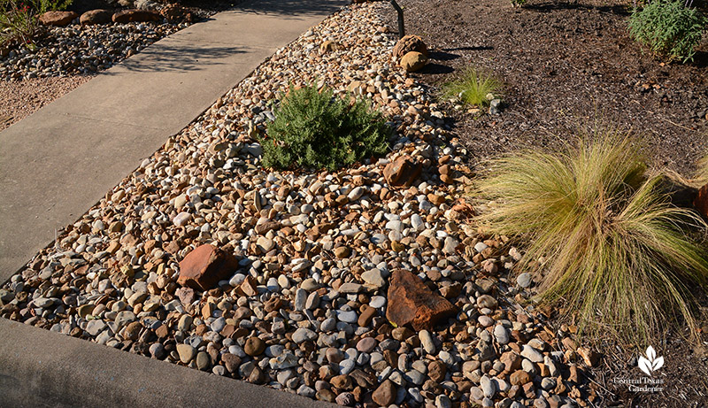 rosemary in river stone 