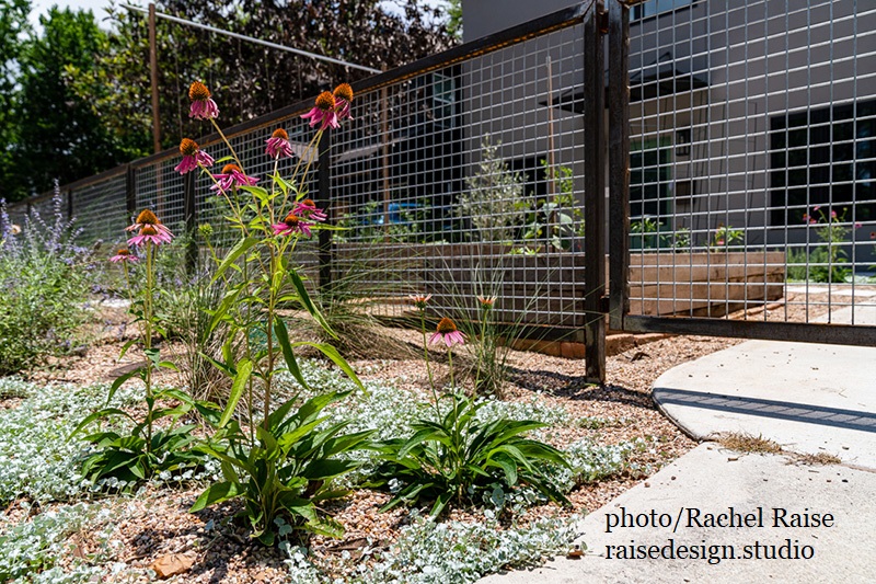 coneflower, silver ponyfoot Russian sage small gravel garden