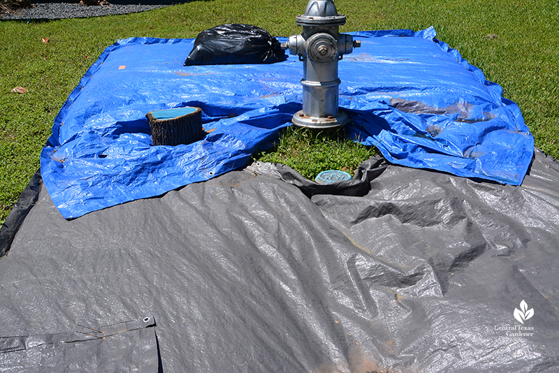 solarize lawn with tarps