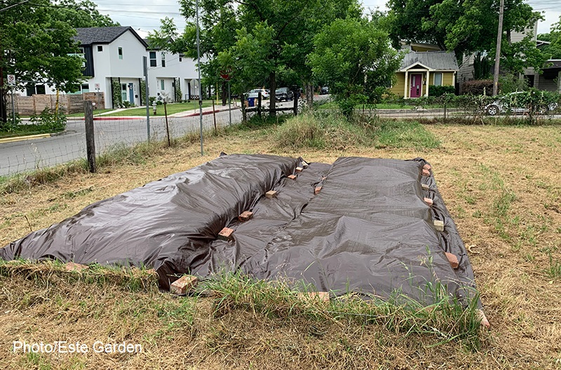 tarp on grass to solarize 