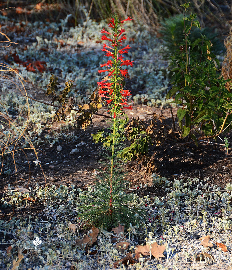 standing cypress flowers 