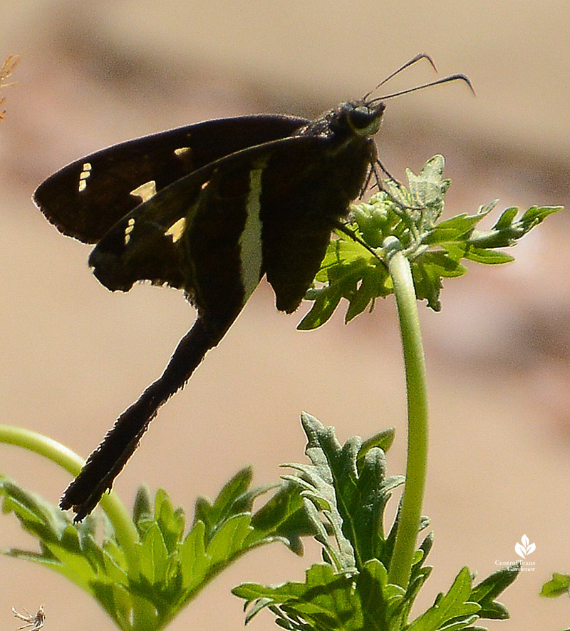 white-striped longtail skipper 