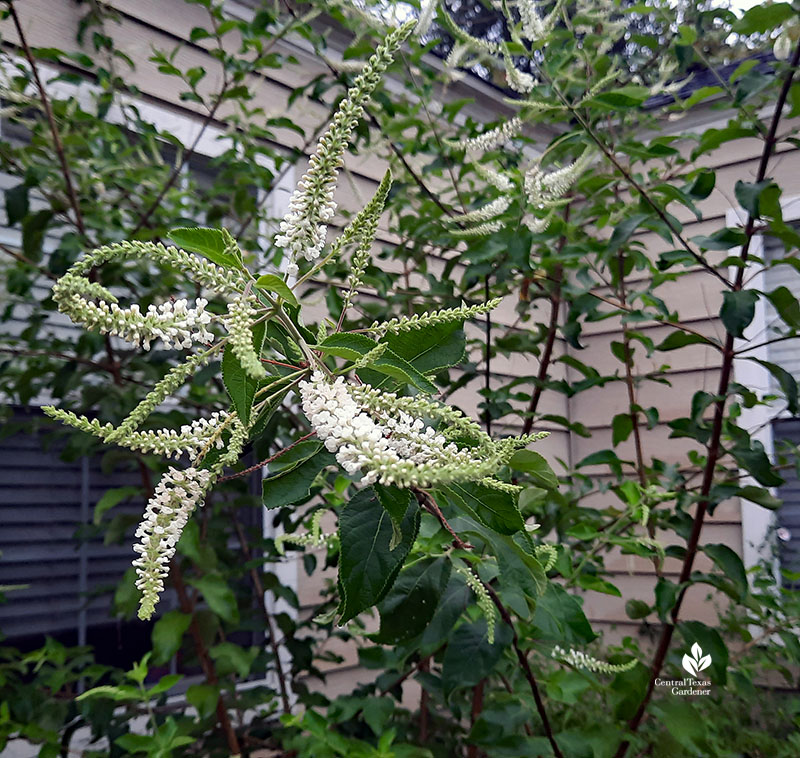 almond verbena flower