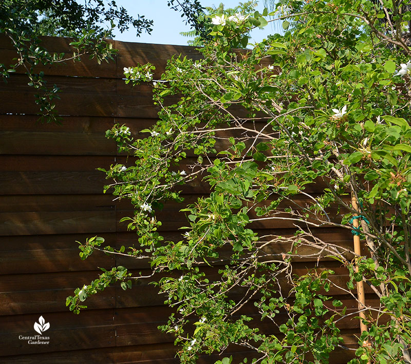 anacacho orchid tree