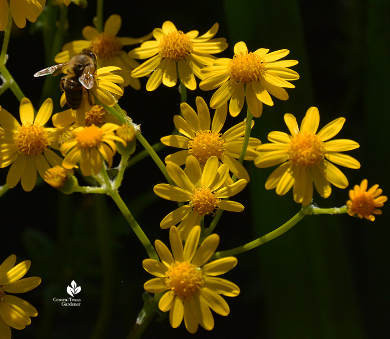 bee on golden groundsel flower