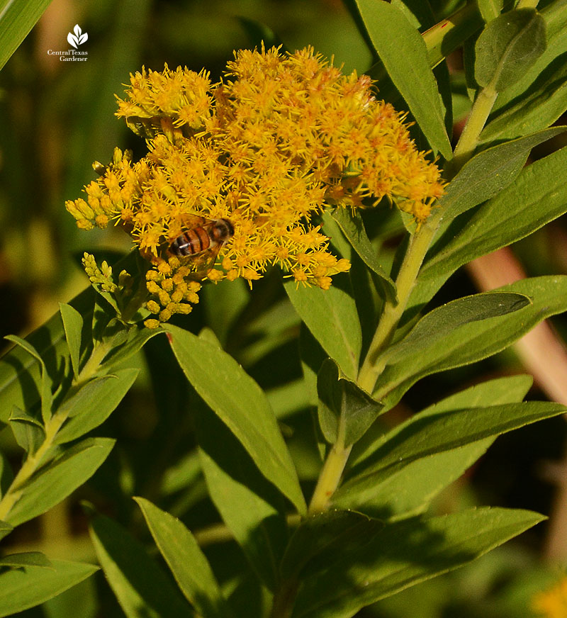 bee on goldenrod