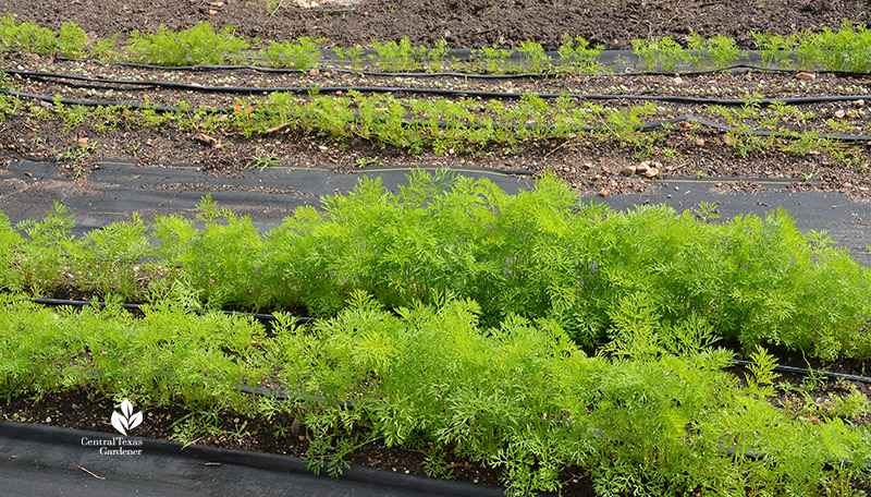 carrot seedlings