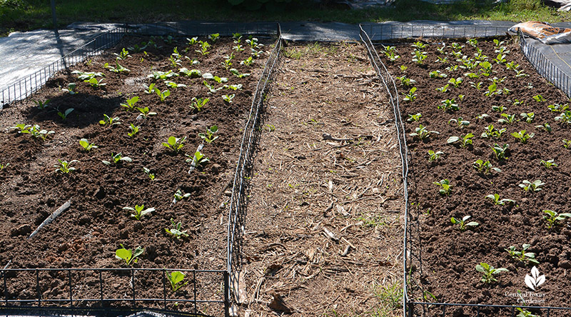 cabbage seedlings