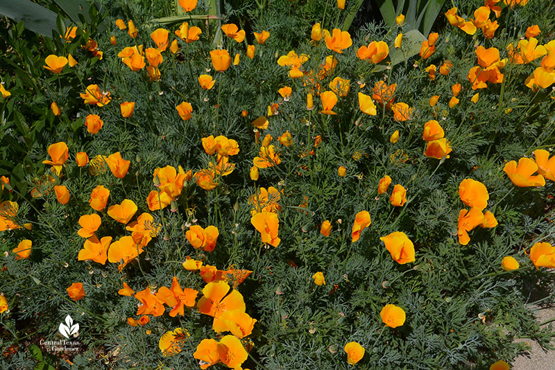 California poppy