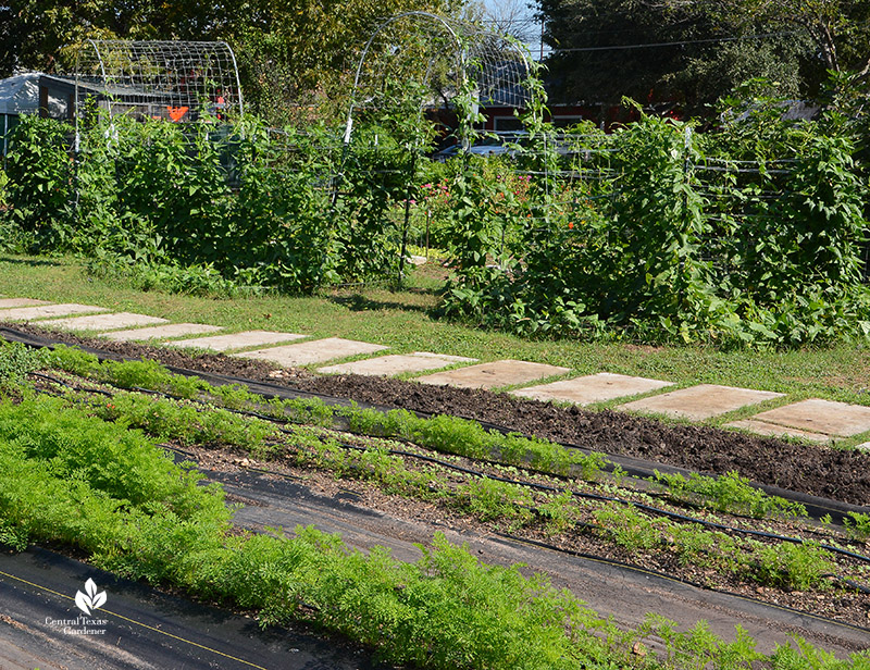 small crops seedling in straight rows with large bushy crops on trellises in background