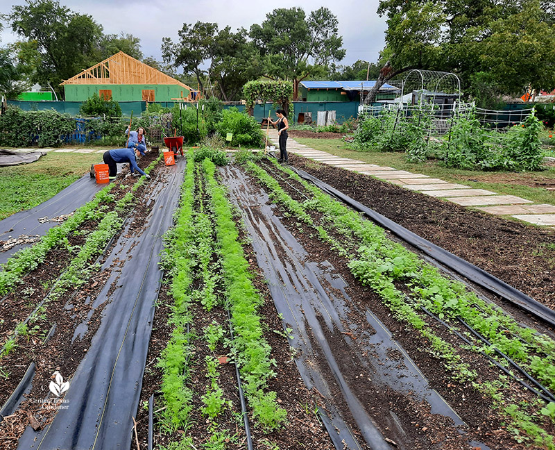 garden rows carrots and cilantro