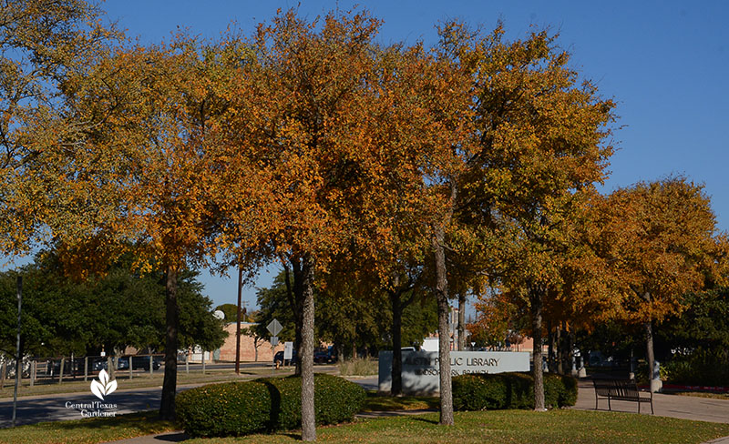 cedar elm tree fall color