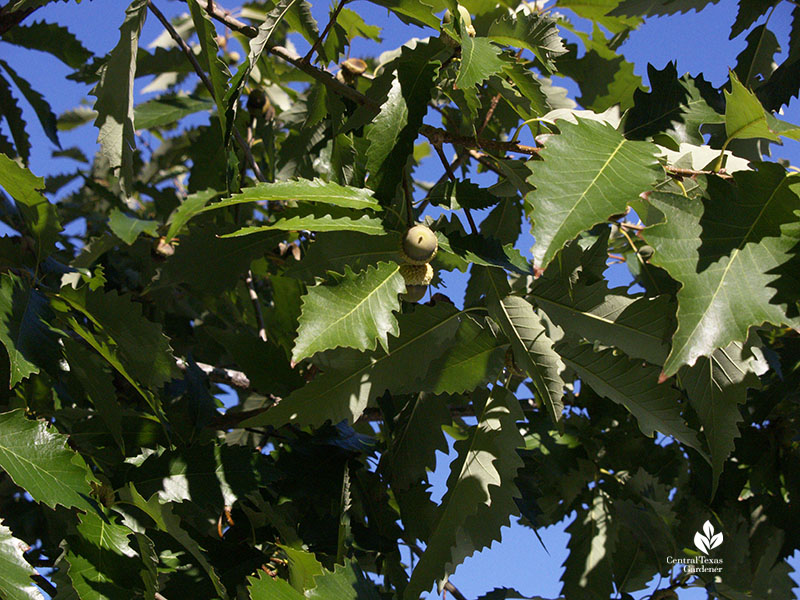 chinkapin oak acorns