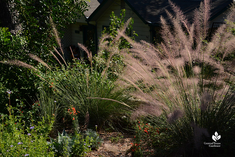 gregg's mistflower, muhly grass, standing cypress