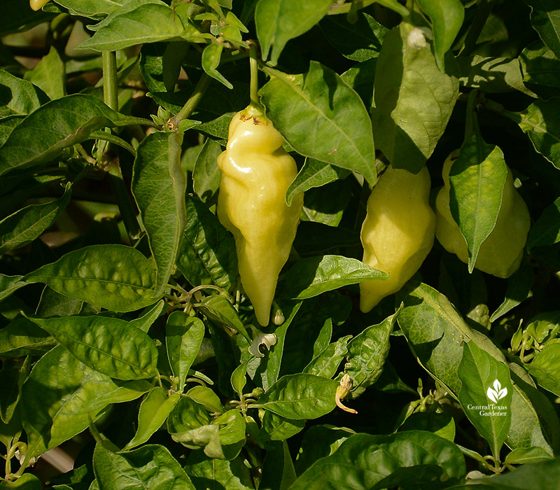 habanado peppers