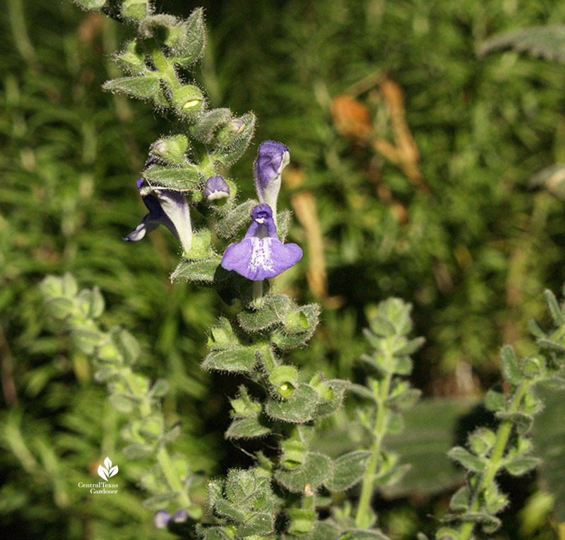 heartleaf skullcap flower