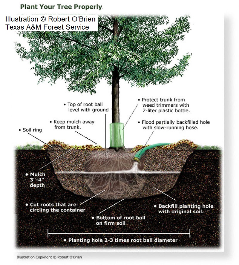 tree planting illustration 