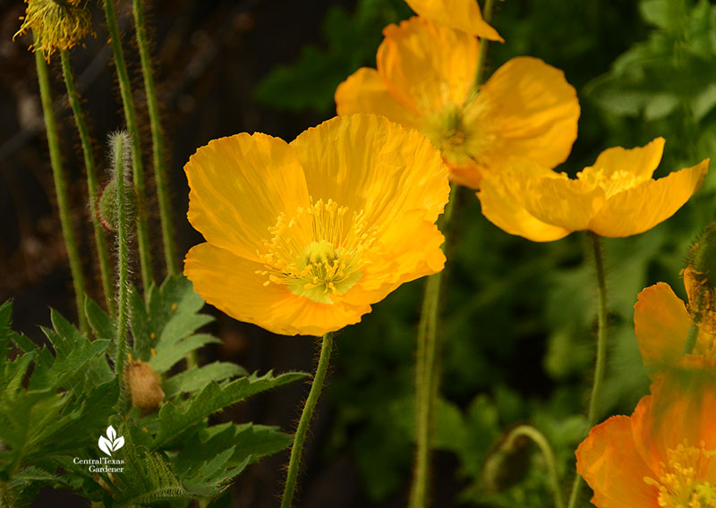 Iceland poppy