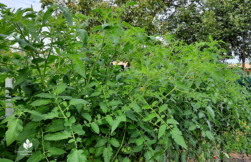 Juliet tomato plants