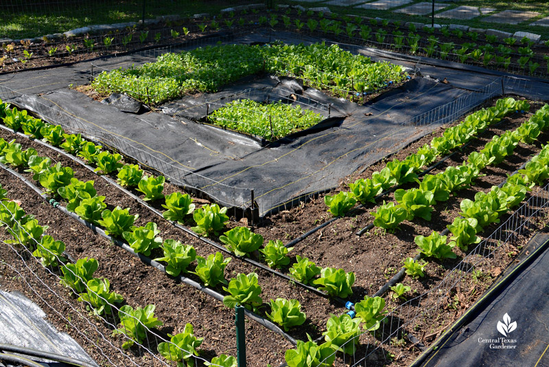 lettuce bed