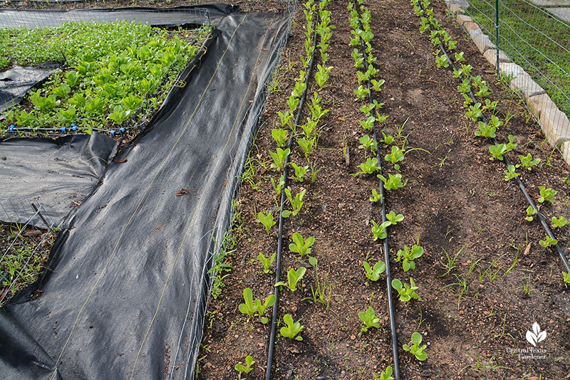 Parris Island and Winter Density lettuce plants