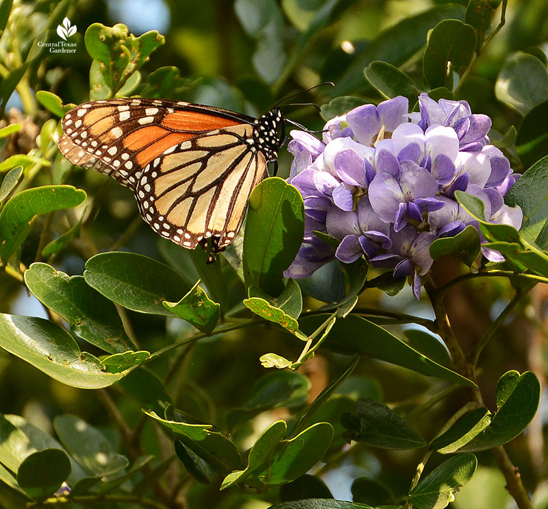 Monarch butterfly Texas mountain laurel flower