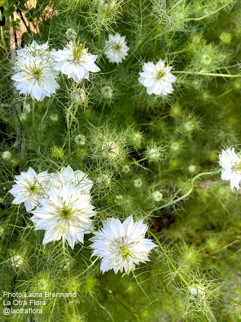 nigella flowers