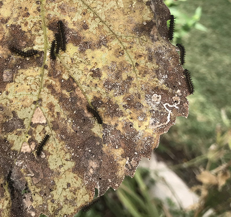 Painted Lady caterpillars on sunflower leaf