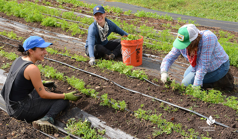 three women weeding garden rows