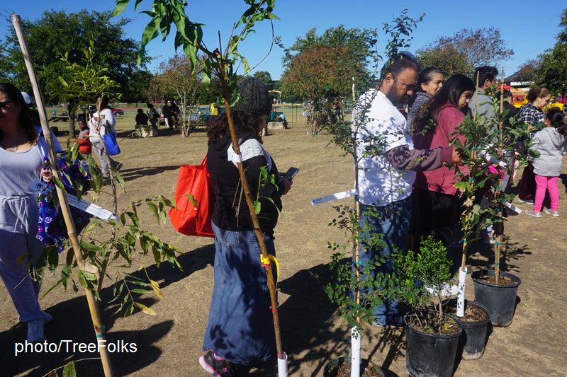 People picking up trees from TreeFolks