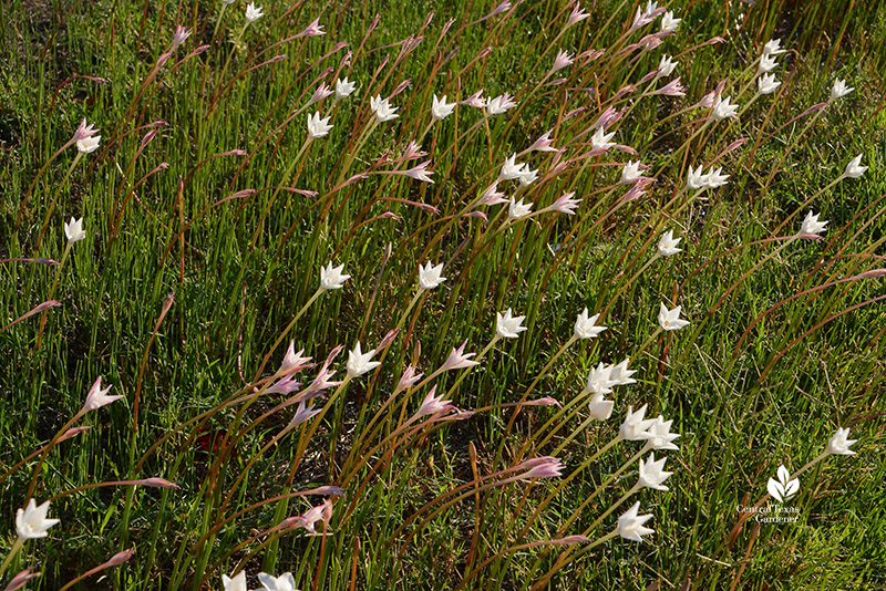 Zephyranthes chlorosolen Rain lilies September bloom street median 