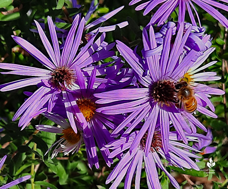 bee on aromatic aster