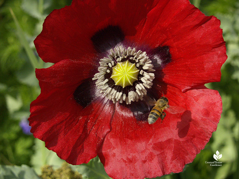 bee on poppy flower