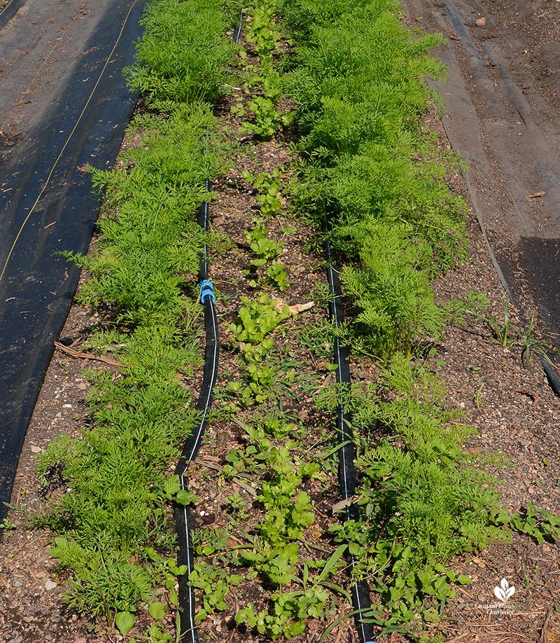 carrot and cilantro seedlings