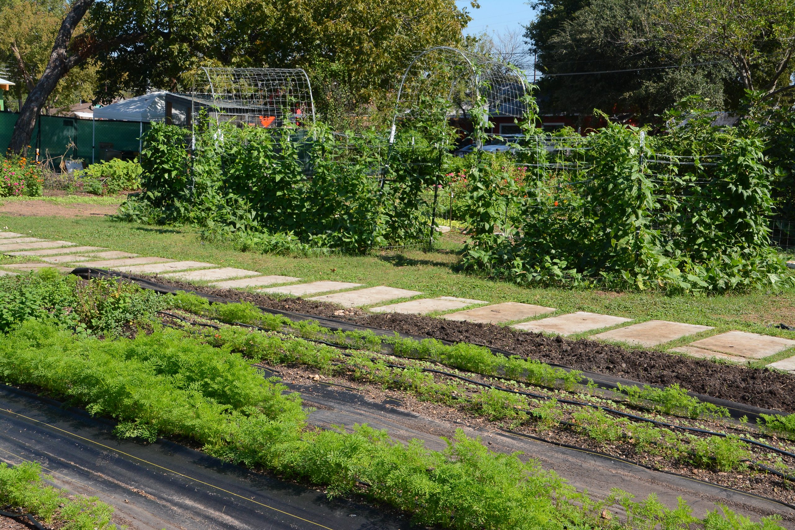 carrots and long beans on trellises