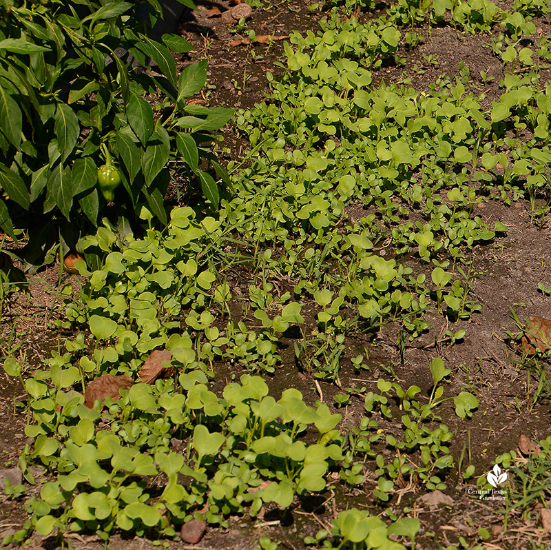 Daikon radish and crimson clover seedlings