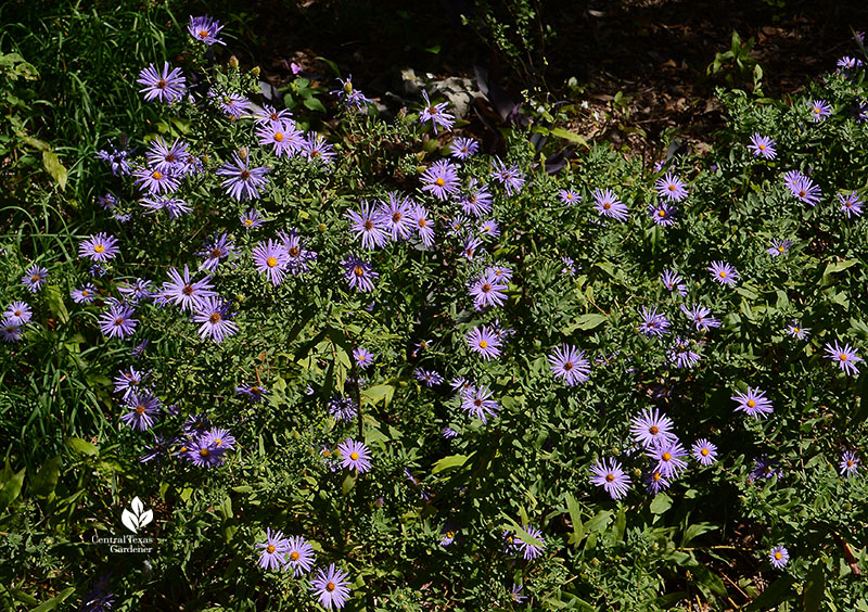 aromatic aster