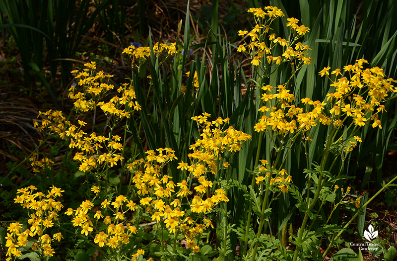 golden groundsel flowers