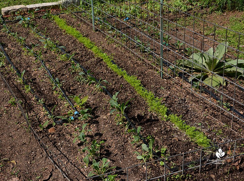 kale and carrot seedlings